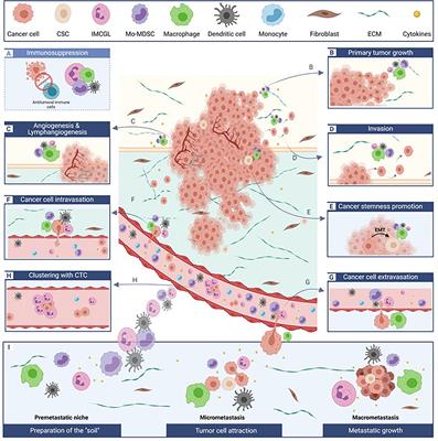 Beyond Immunosuppression: The Multifaceted Functions of Tumor-Promoting Myeloid Cells in Breast Cancers